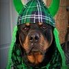 rottwatcher